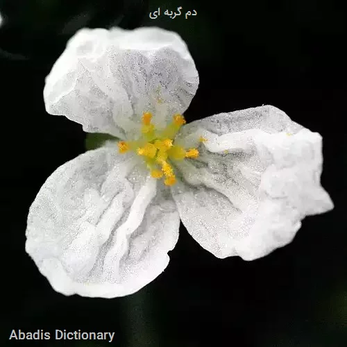 دم گربه ای